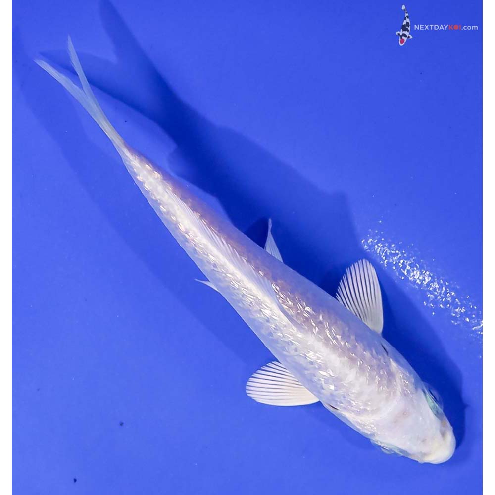 4” Imported Gin Rin Platinum Ogon