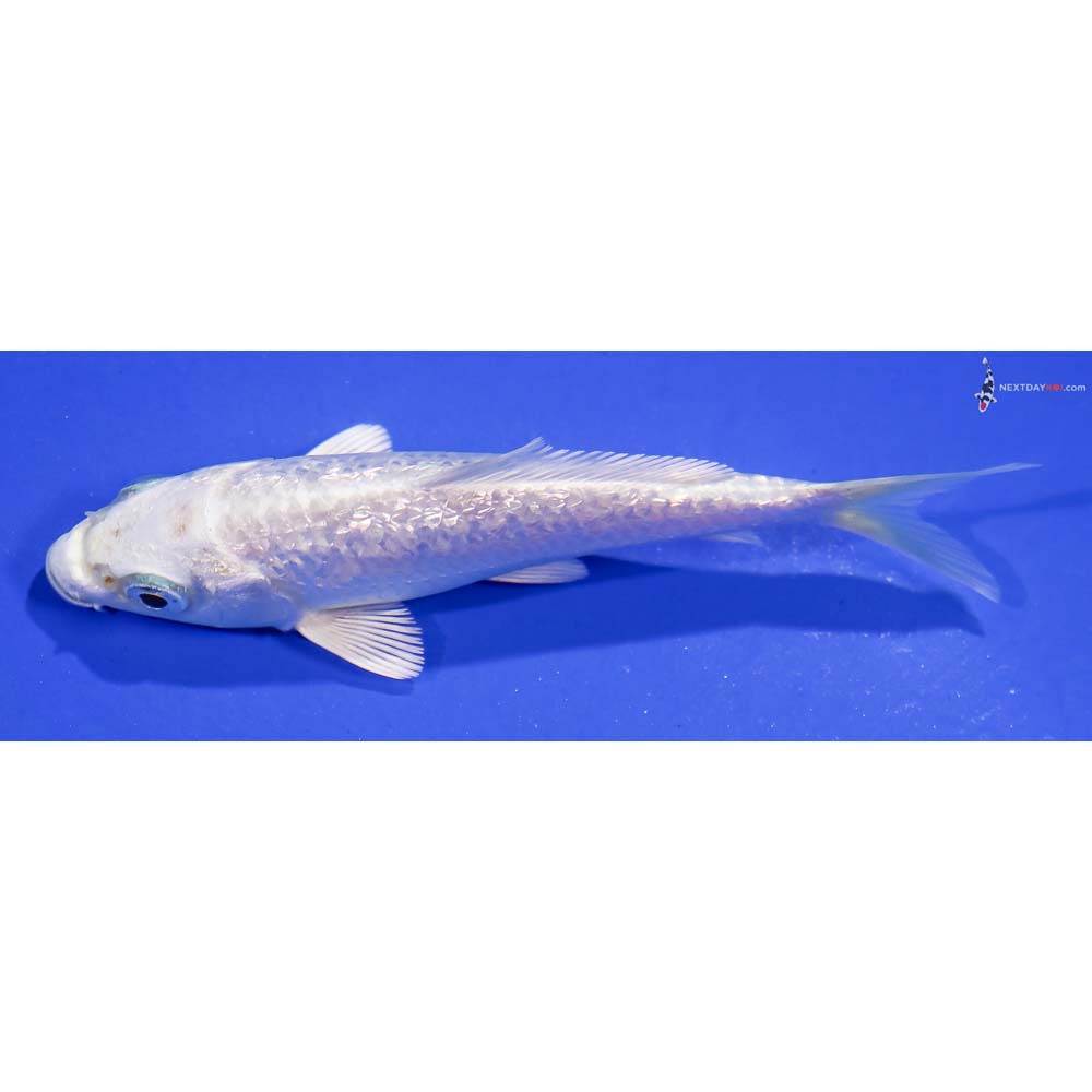 4” Imported Gin Rin Platinum Ogon