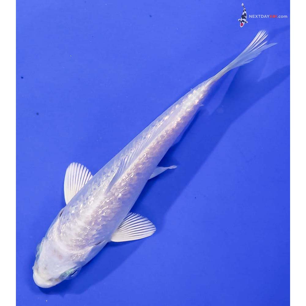 4” Imported Gin Rin Platinum Ogon