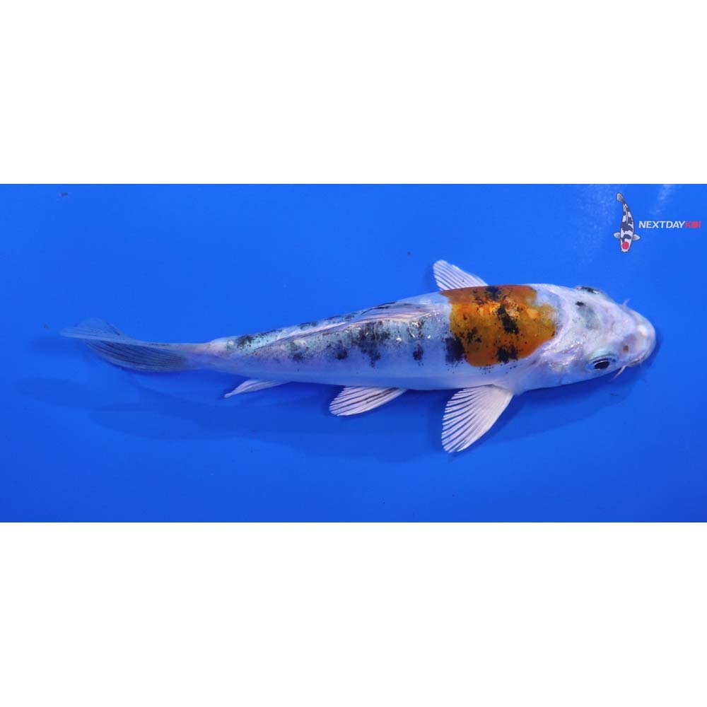 4.5” Imported Heisei Nishiki