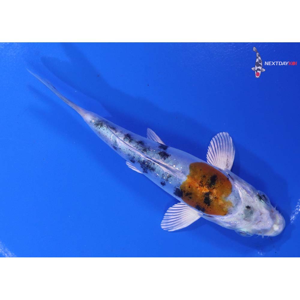 4.5” Imported Heisei Nishiki