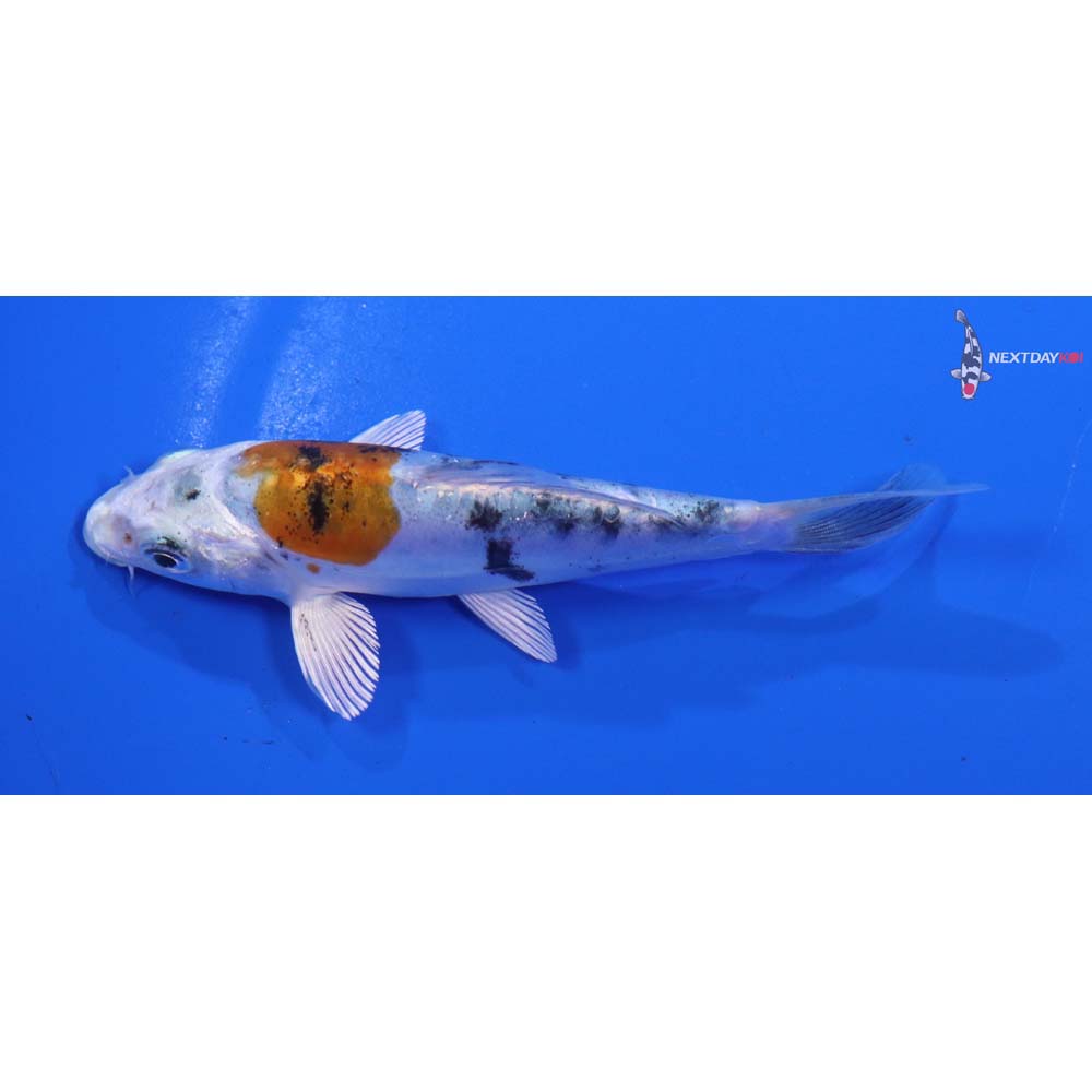 4.5” Imported Heisei Nishiki