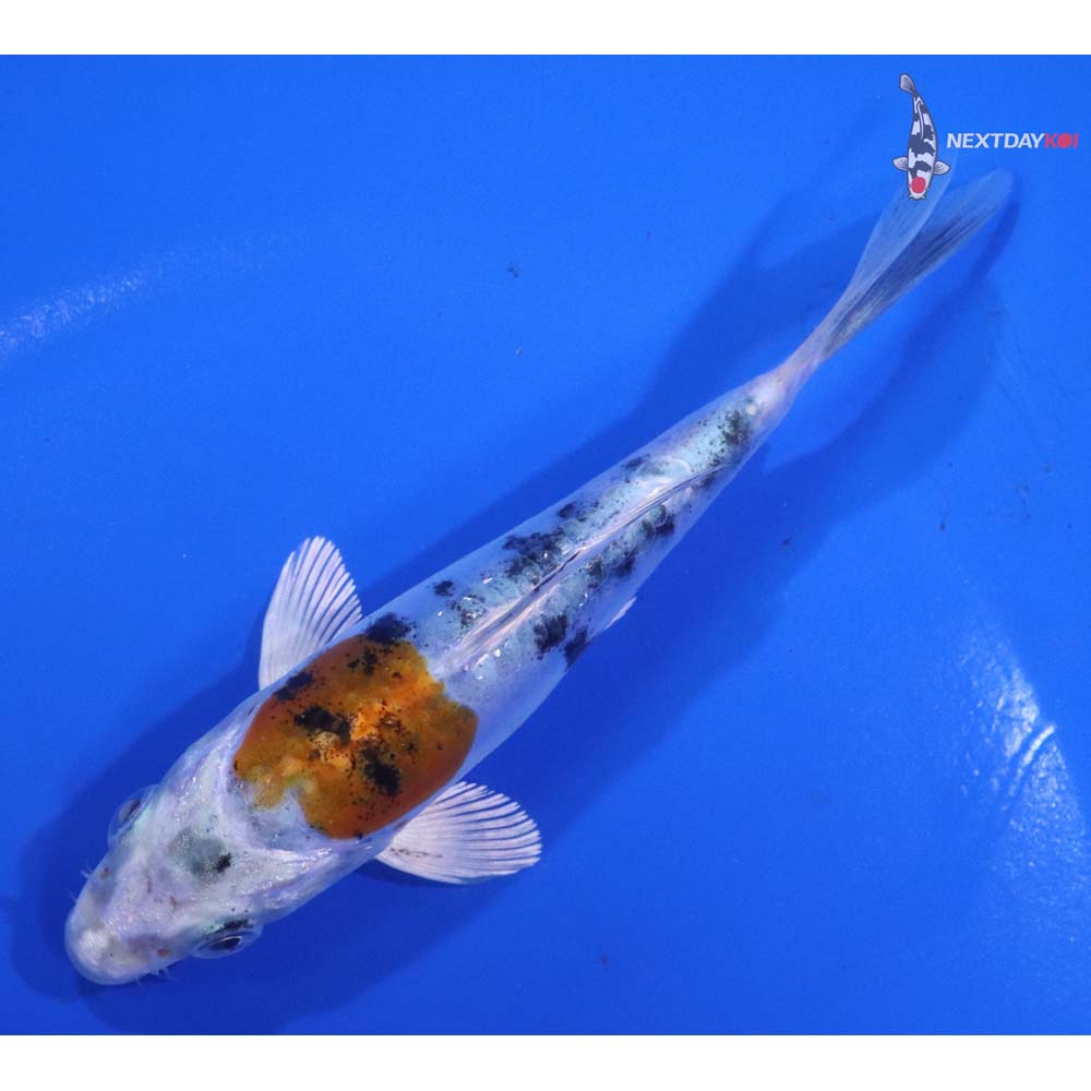 4.5” Imported Heisei Nishiki
