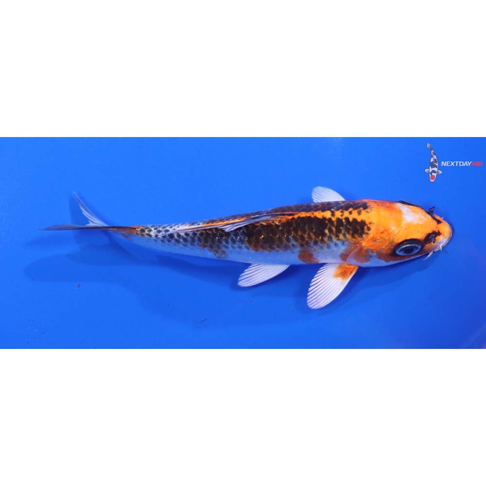 5” Imported Kujaku