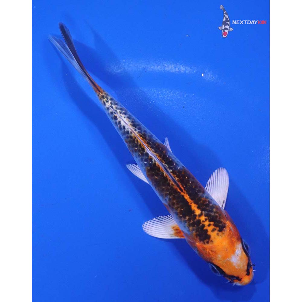 5” Imported Kujaku