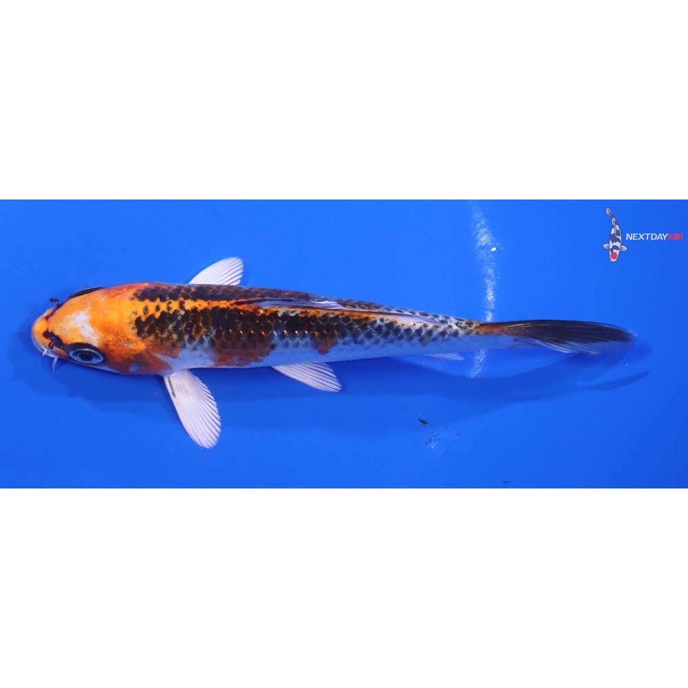 5” Imported Kujaku