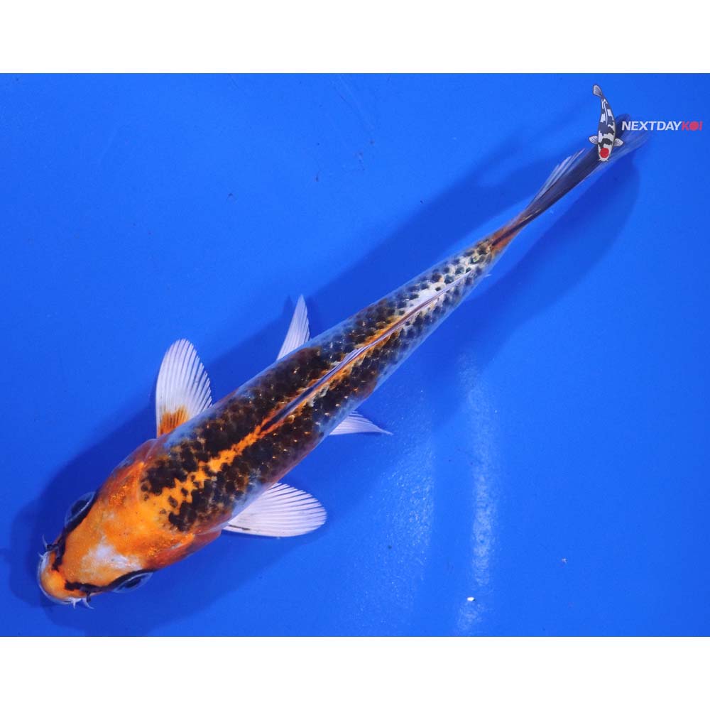 5” Imported Kujaku