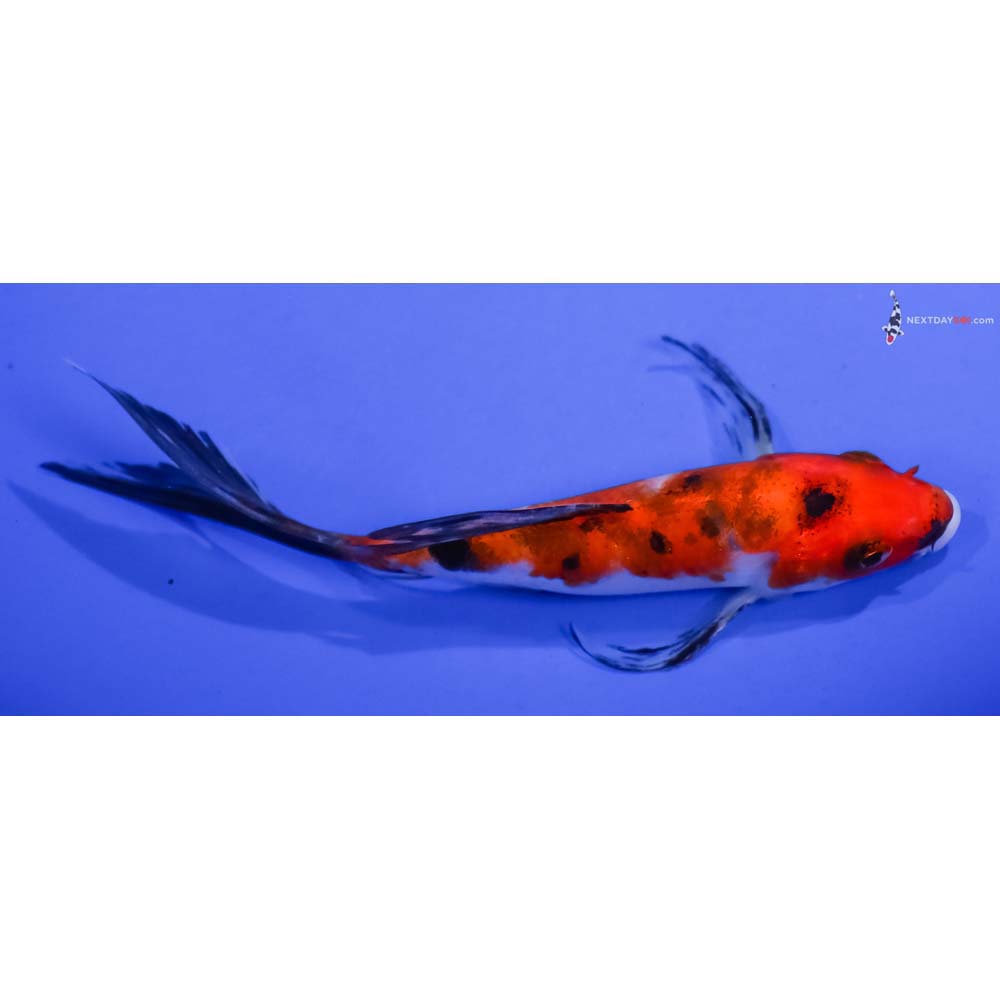 5.5” Imported Aka Sanke Butterfly Koi