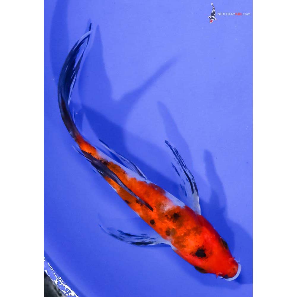5.5” Imported Aka Sanke Butterfly Koi