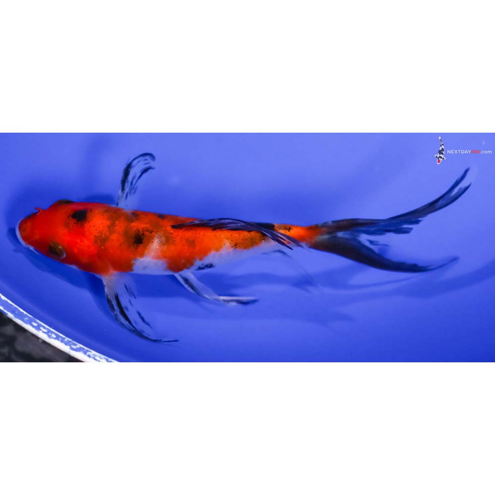 5.5” Imported Aka Sanke Butterfly Koi