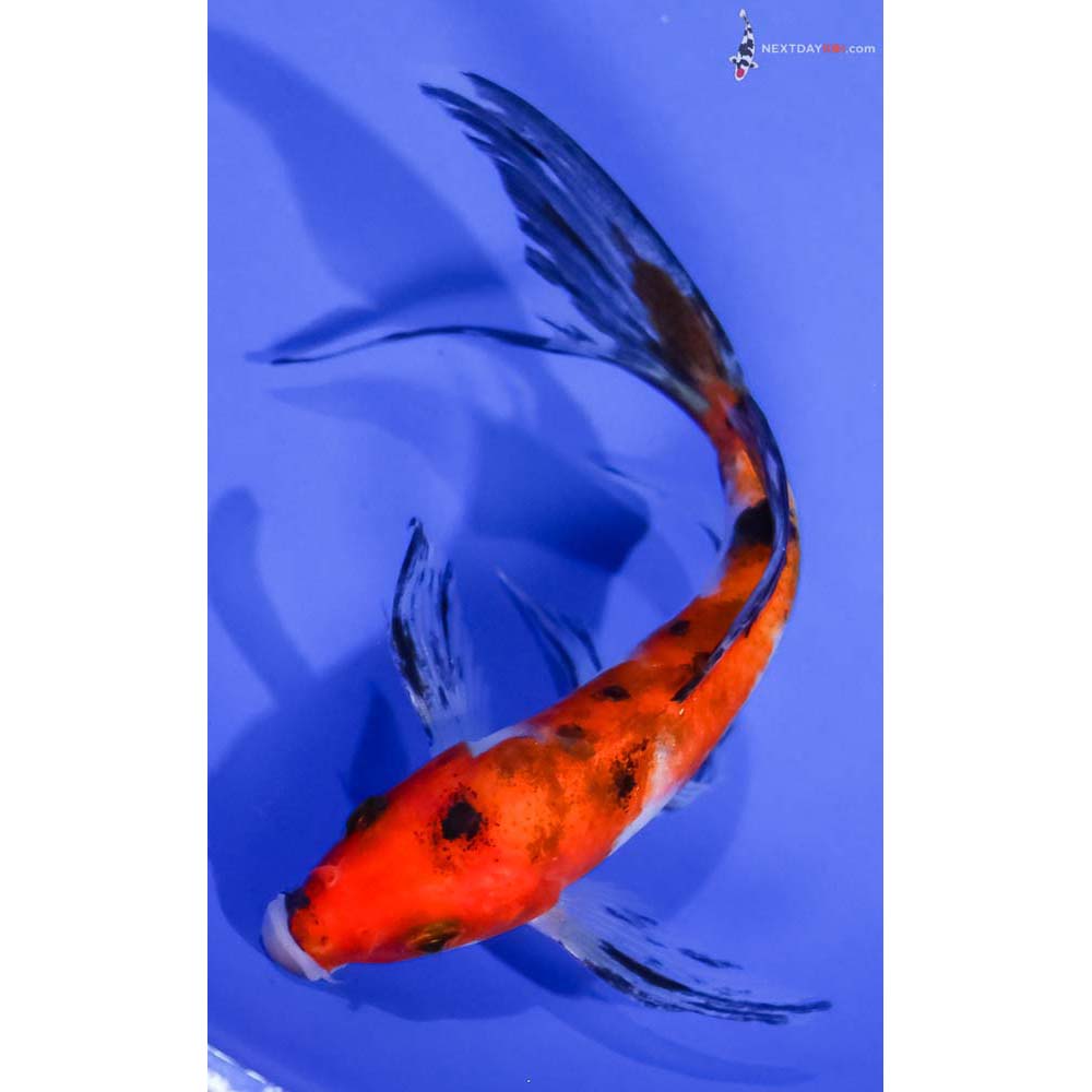 5.5” Imported Aka Sanke Butterfly Koi