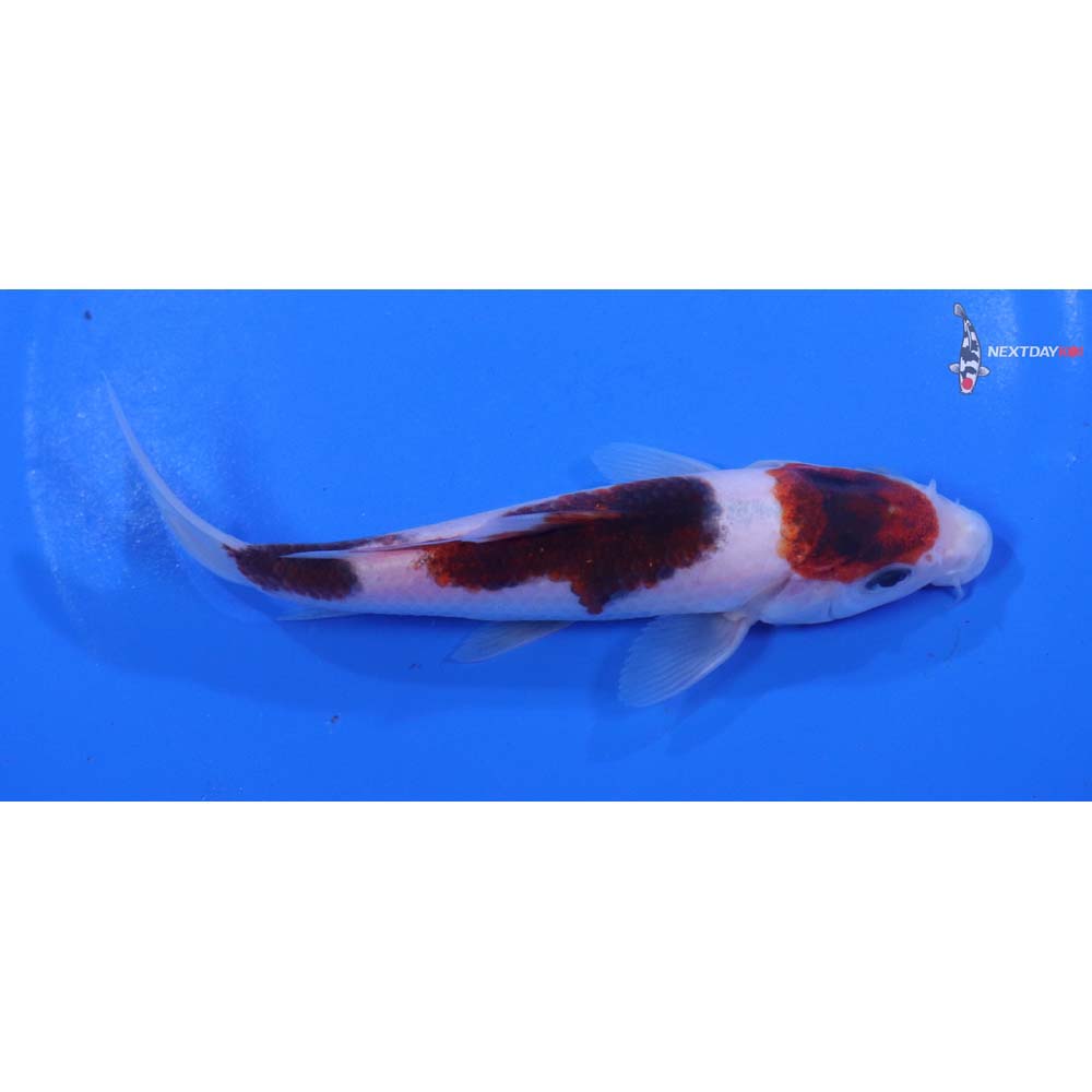 5” Imported Goromo