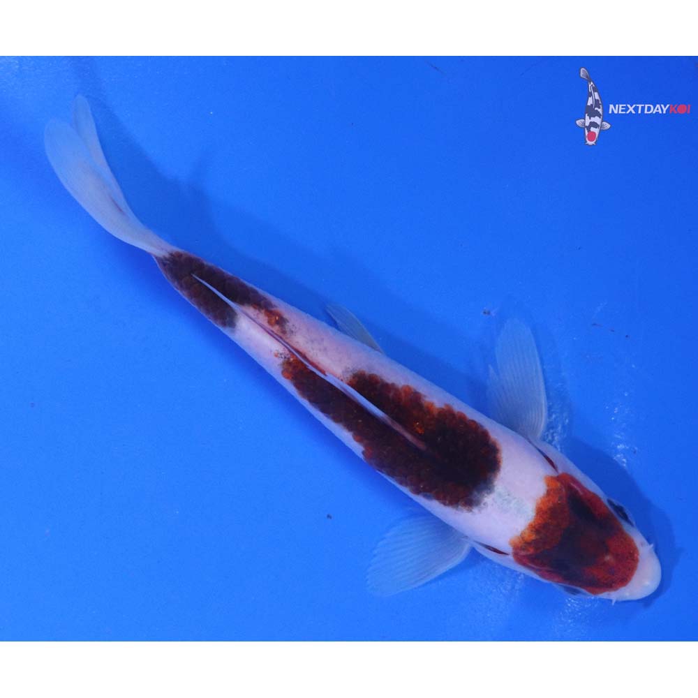 5” Imported Goromo
