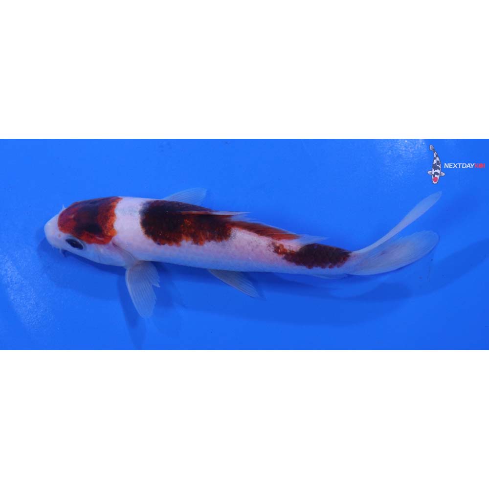 5” Imported Goromo