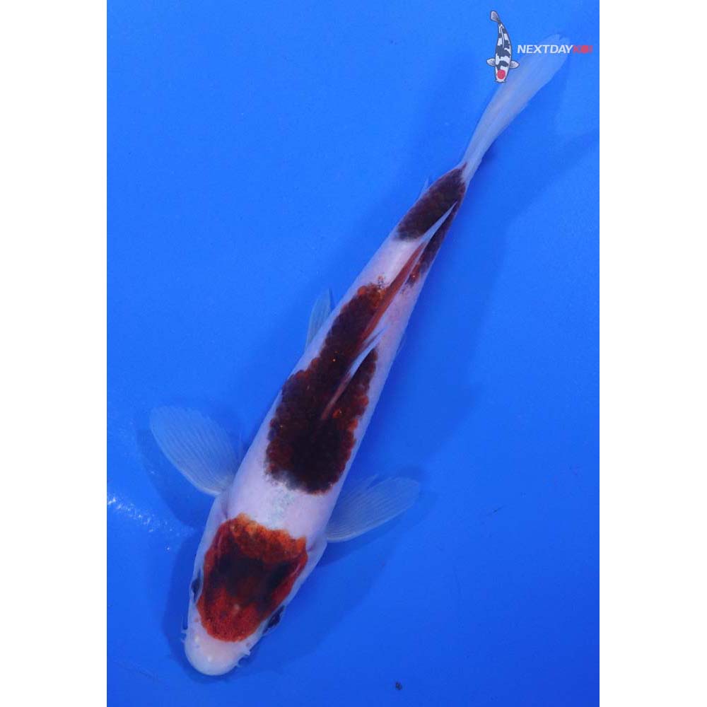 5” Imported Goromo
