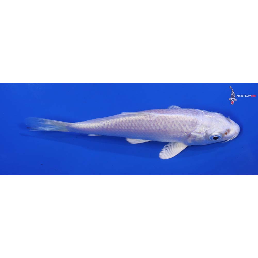 5” Imported Platinum Ogon