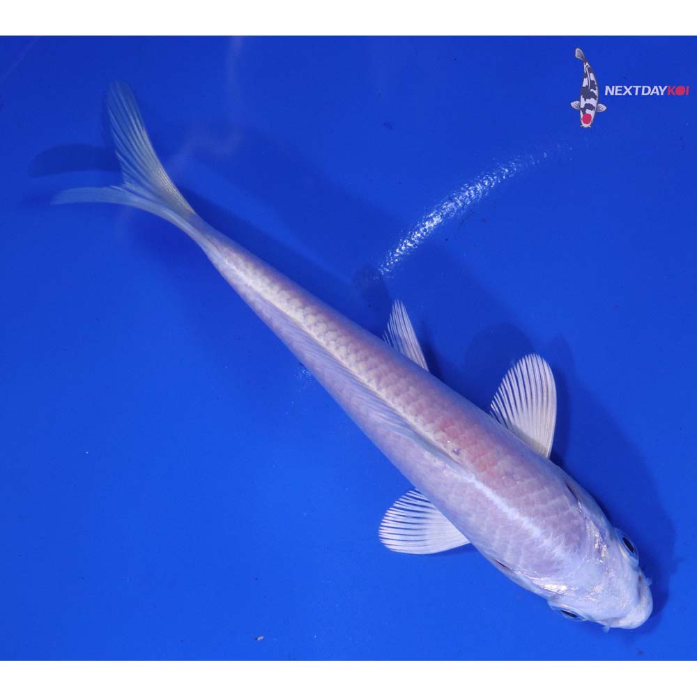 5” Imported Platinum Ogon