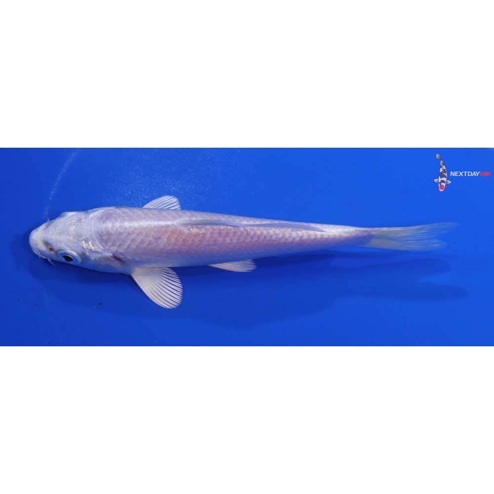 5” Imported Platinum Ogon