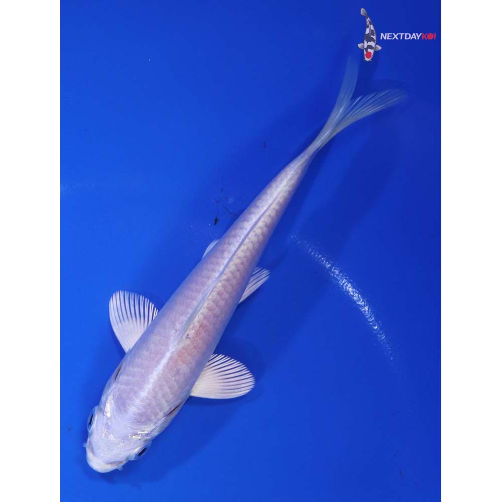 5” Imported Platinum Ogon