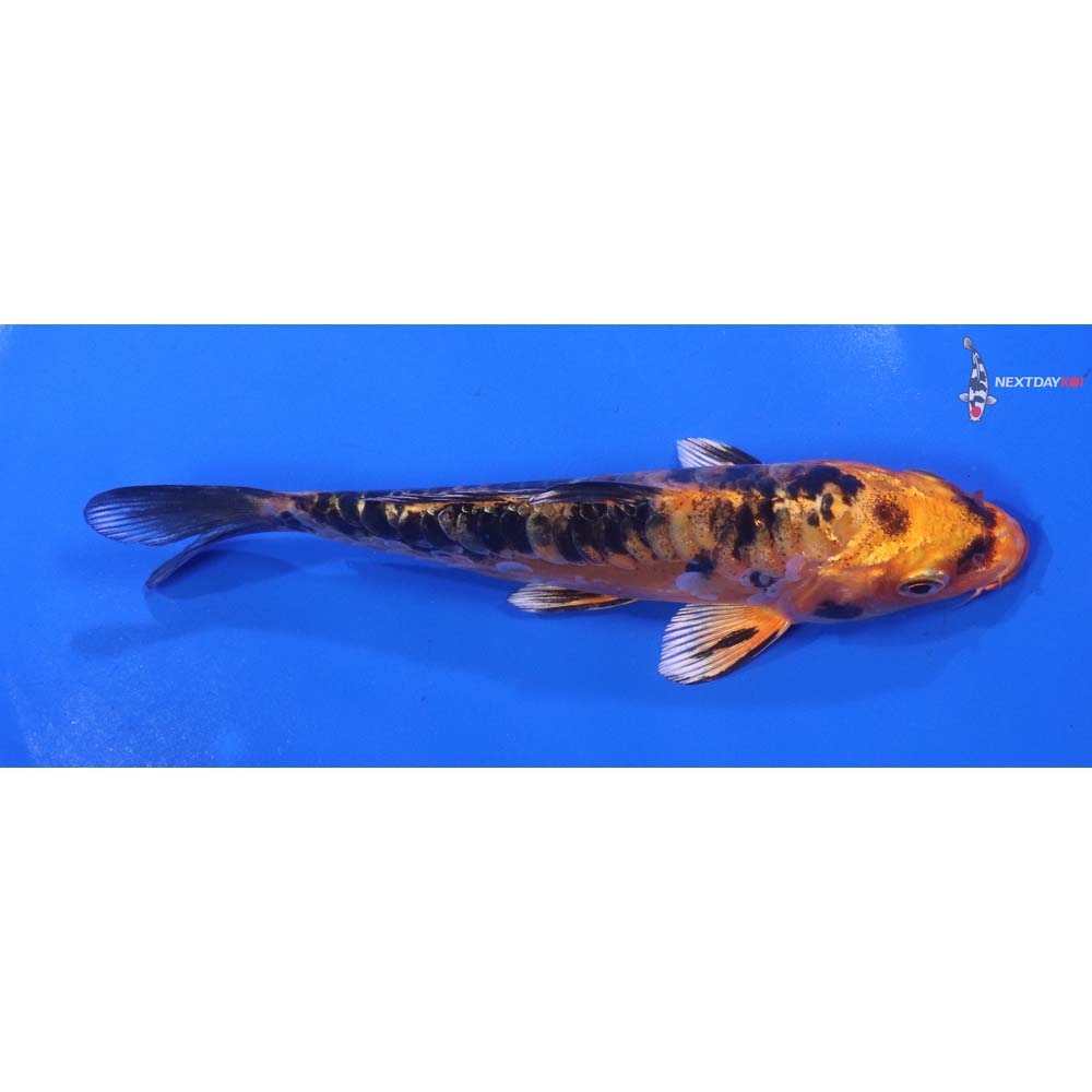 5.5” Imported Doitsu Kin Aka Bekko