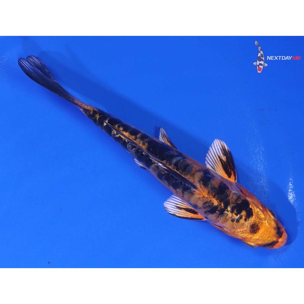 5.5” Imported Doitsu Kin Aka Bekko