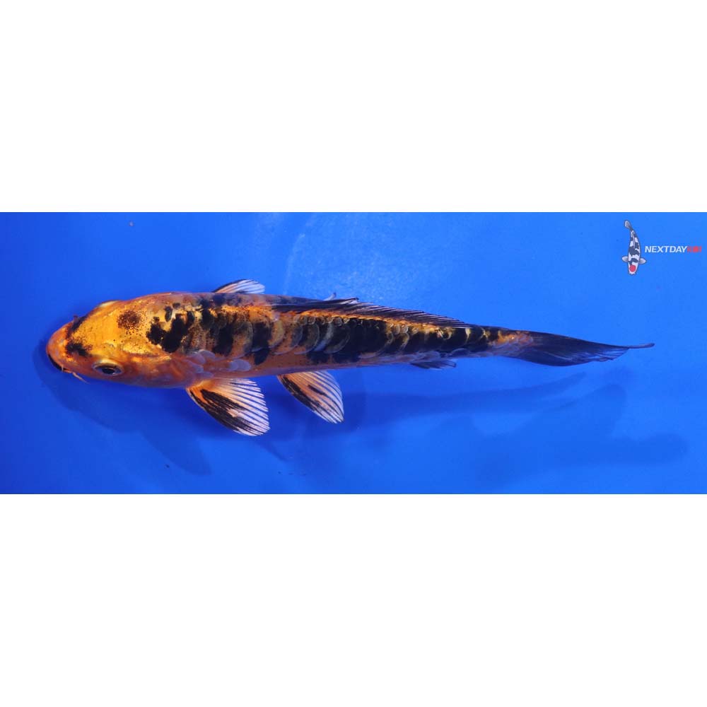 5.5” Imported Doitsu Kin Aka Bekko