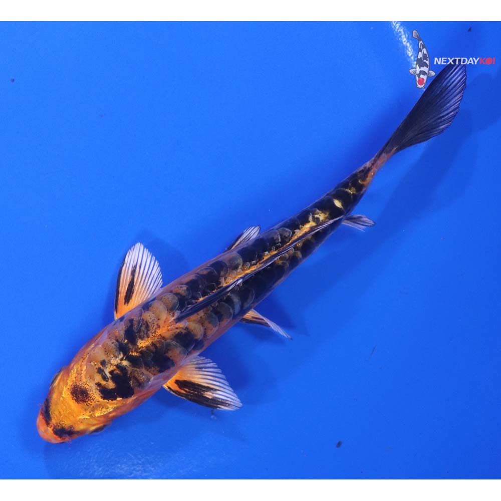 5.5” Imported Doitsu Kin Aka Bekko