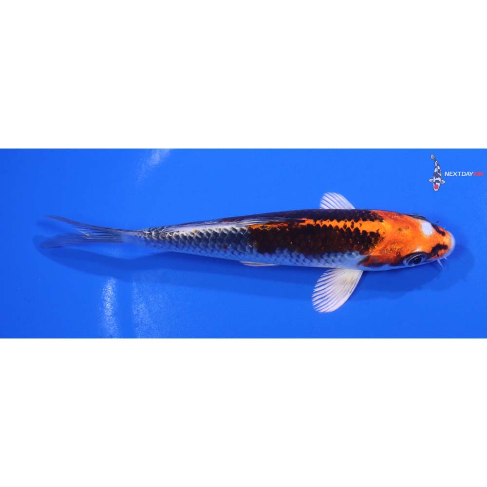 5.5” Imported Kujaku