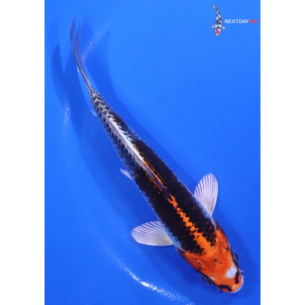5.5” Imported Kujaku