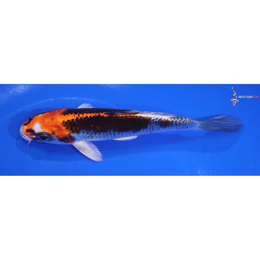 5.5” Imported Kujaku