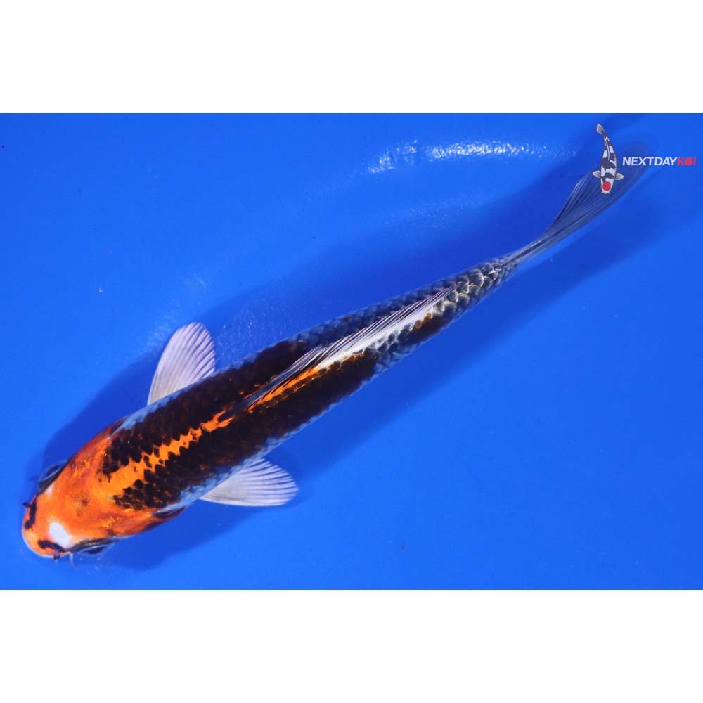 5.5” Imported Kujaku