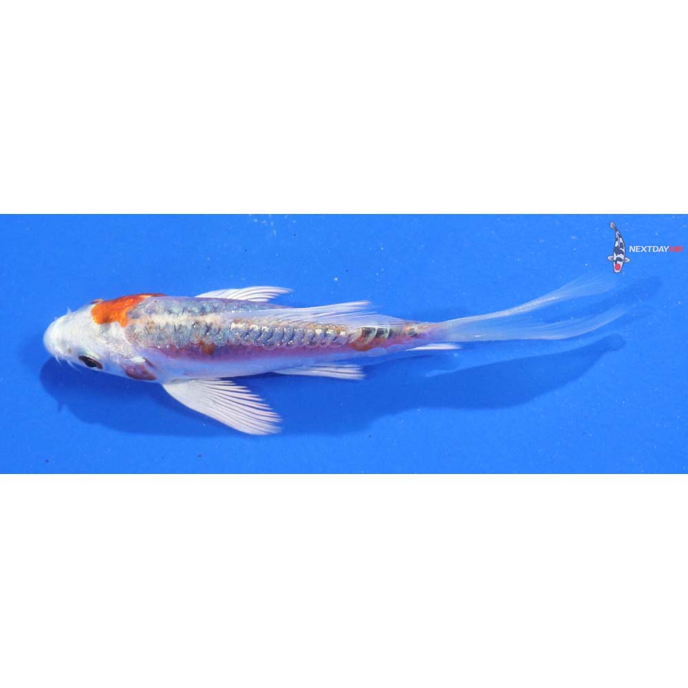 3.5” Imported Kikusui Butterfly Koi