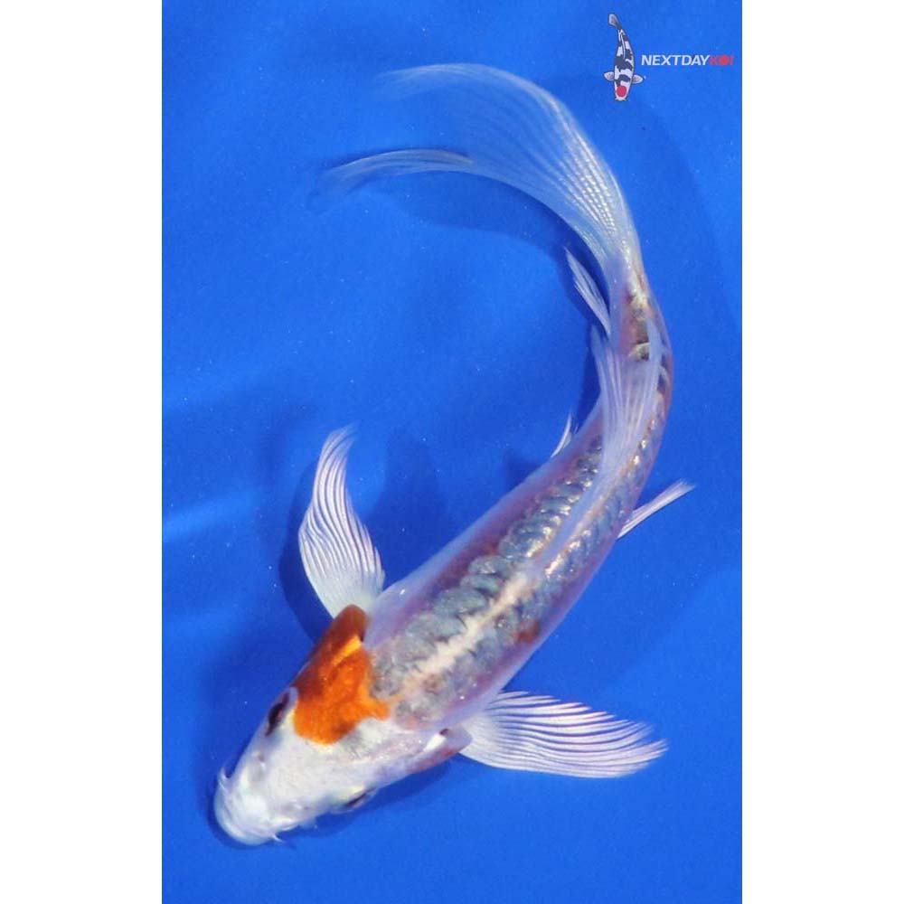 3.5” Imported Kikusui Butterfly Koi