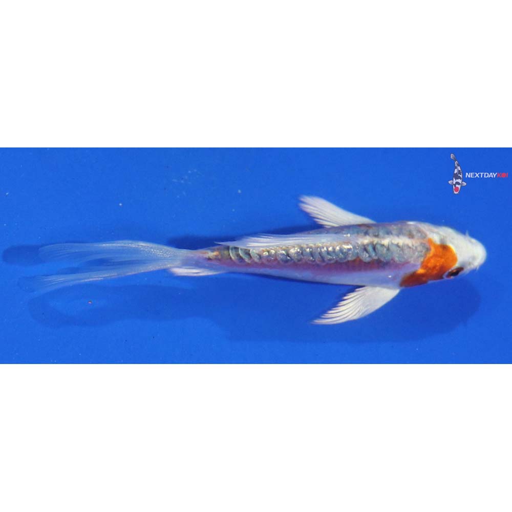 3.5” Imported Kikusui Butterfly Koi