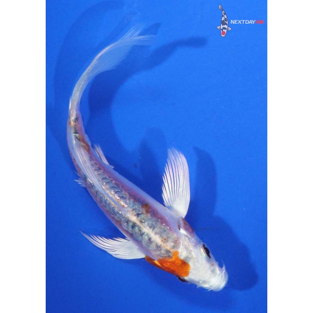 3.5” Imported Kikusui Butterfly Koi