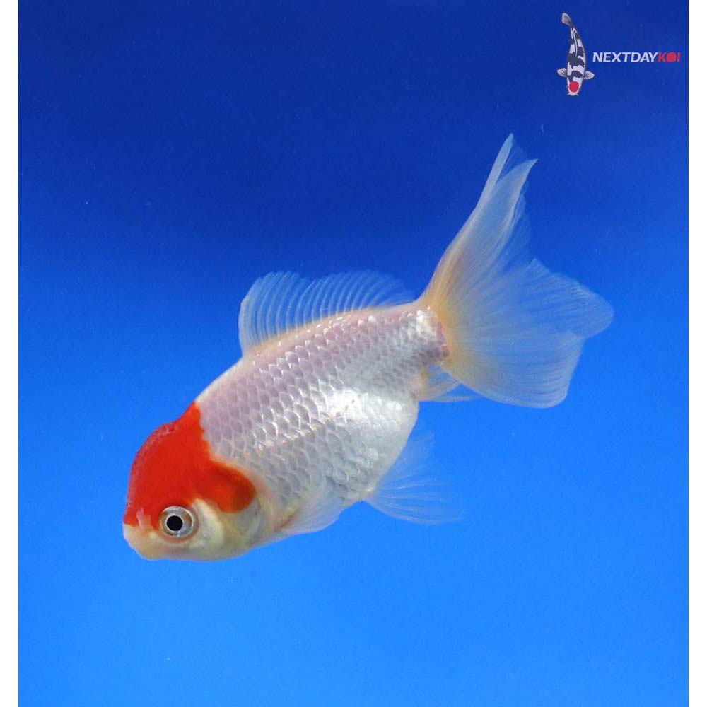4” Imported Redcap Oranda