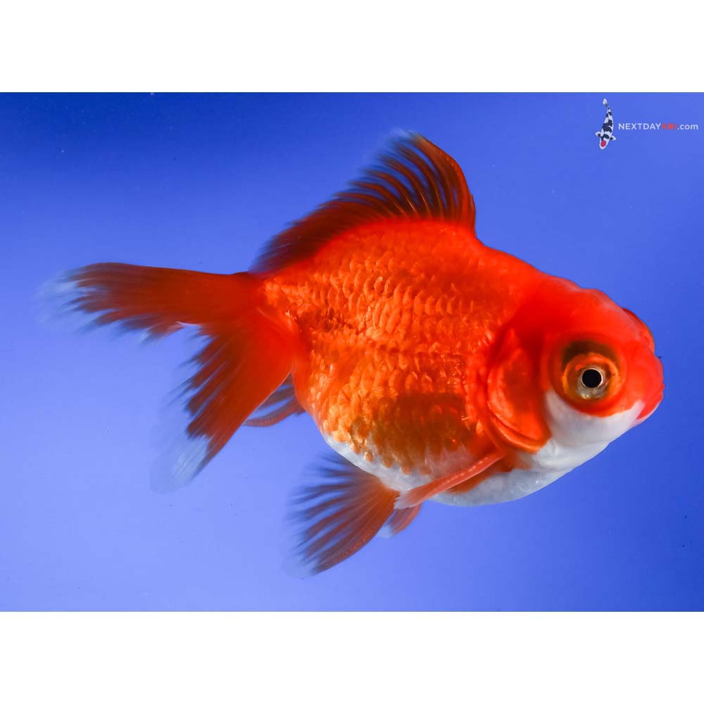 4.5” Imported Red and White Butterfly Tail