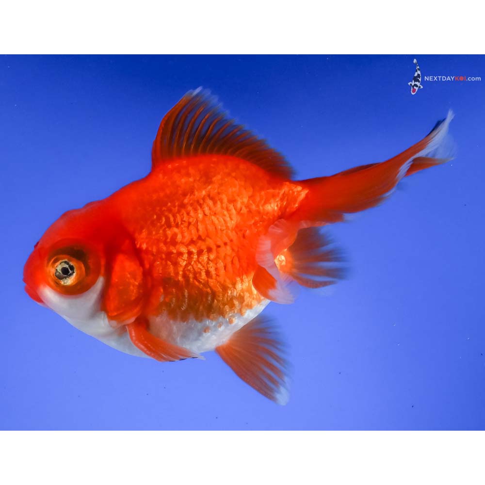 4.5” Imported Red and White Butterfly Tail