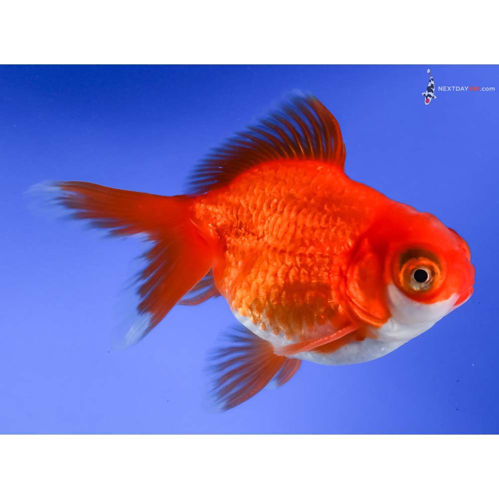 4.5” Imported Red and White Butterfly Tail