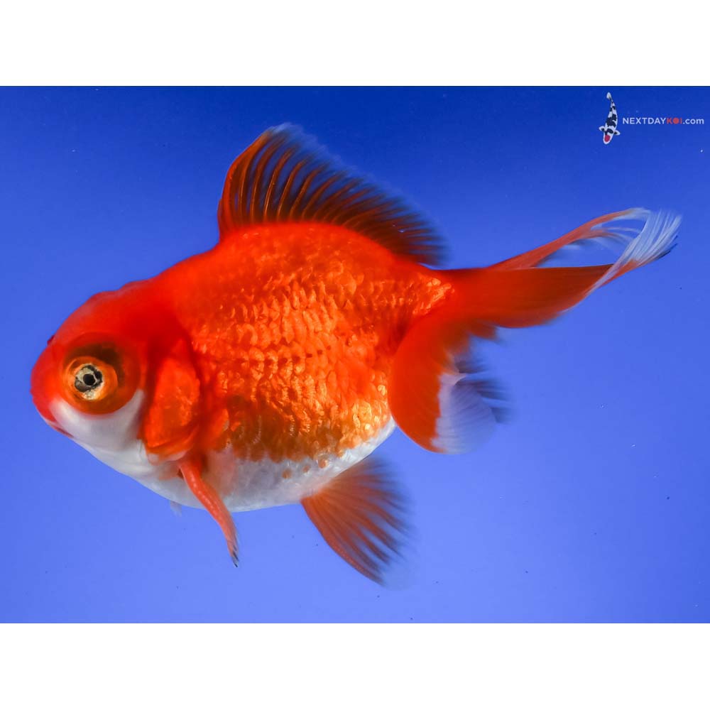 4.5” Imported Red and White Butterfly Tail