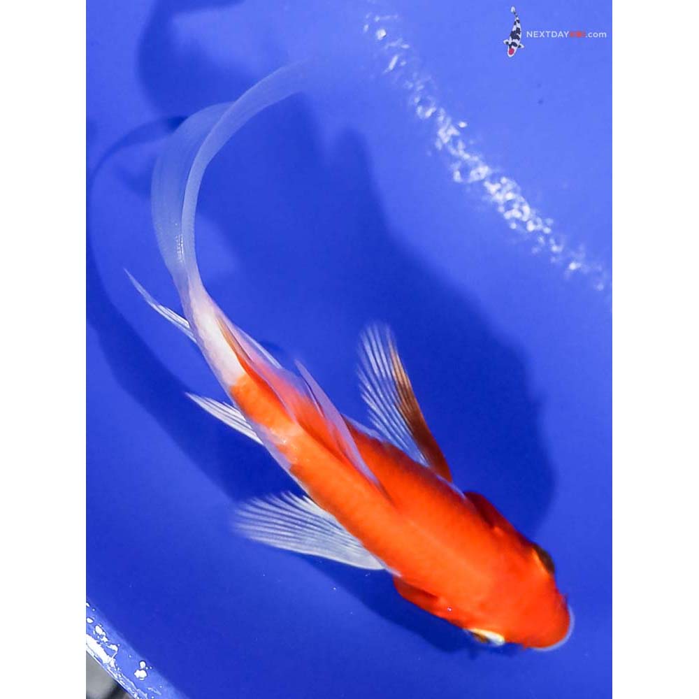 3.5” Imported Hariwake Butterfly Koi