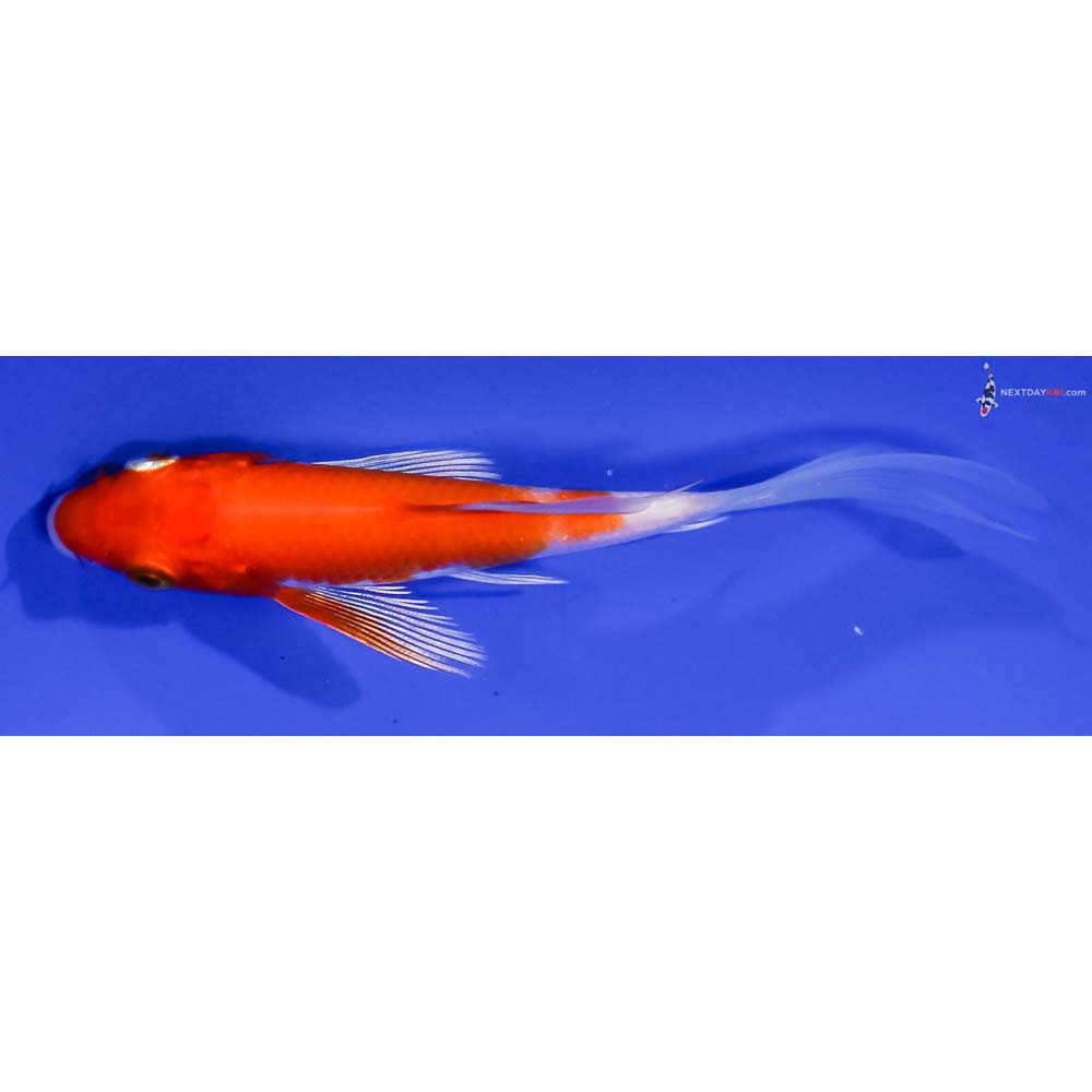 3.5” Imported Hariwake Butterfly Koi