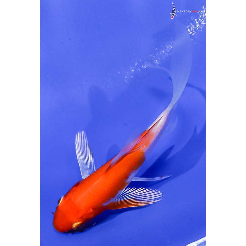 3.5” Imported Hariwake Butterfly Koi
