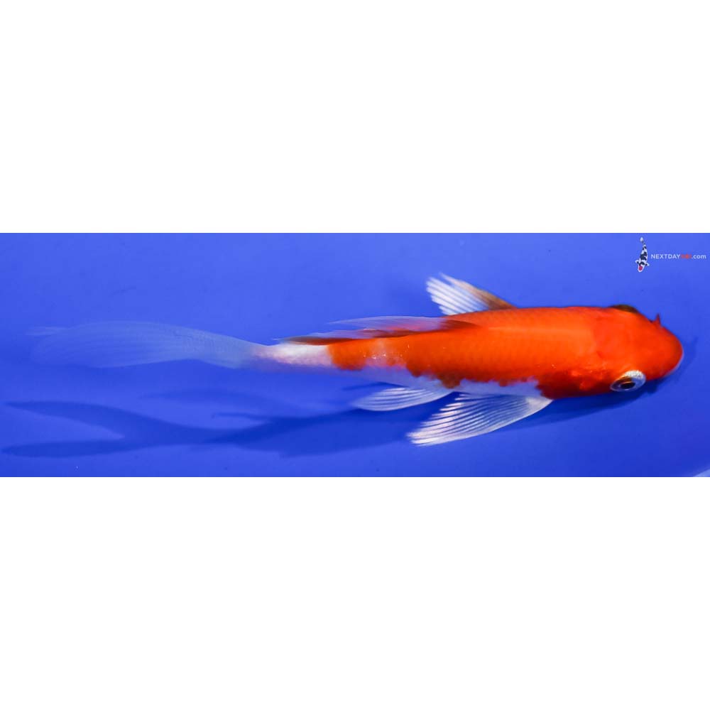 3.5” Imported Hariwake Butterfly Koi