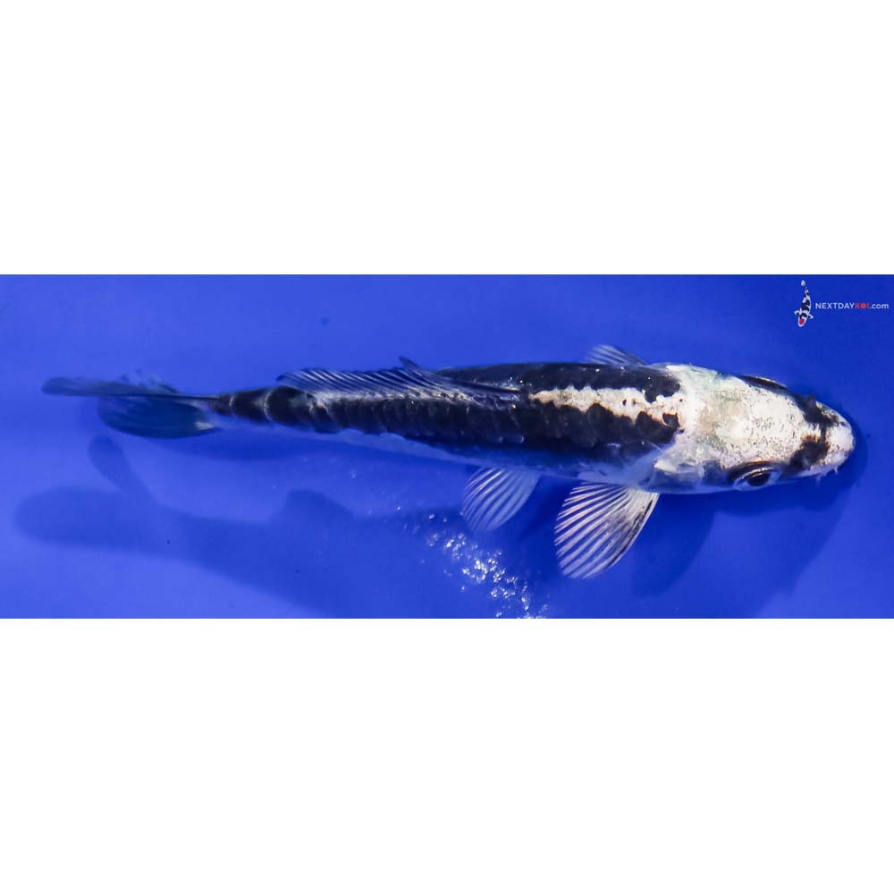 3.5” Imported Kikokuryu