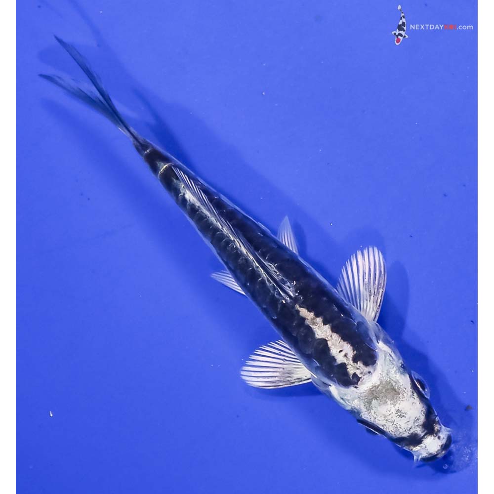 3.5” Imported Kikokuryu