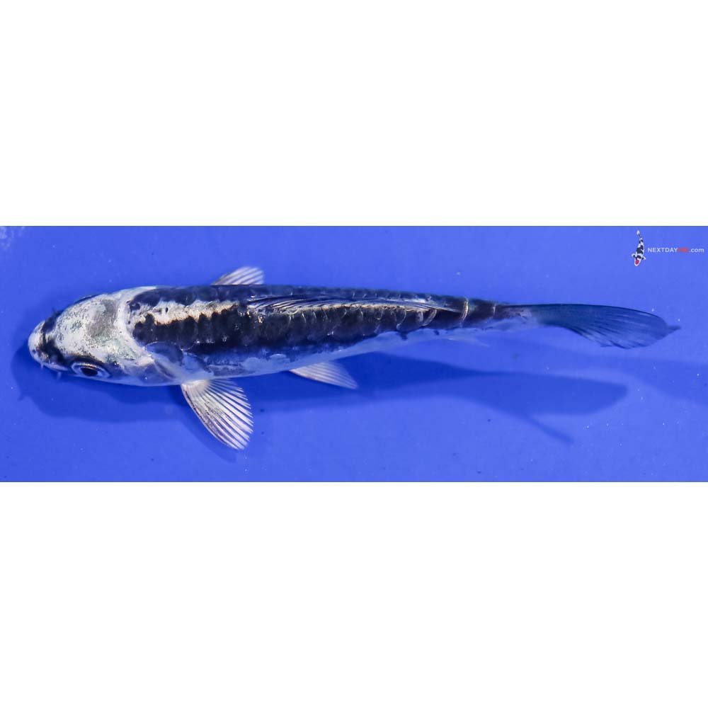 3.5” Imported Kikokuryu