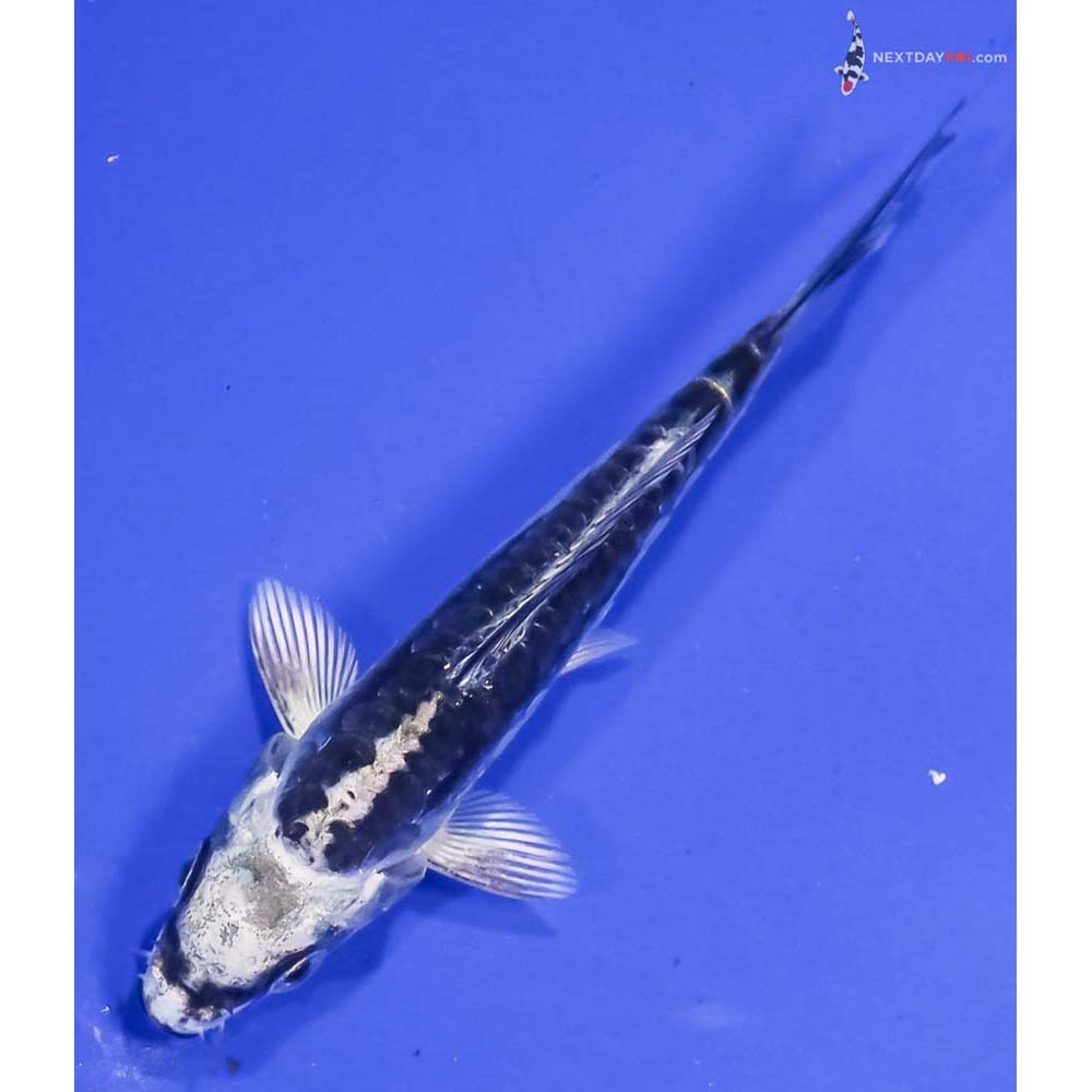 3.5” Imported Kikokuryu