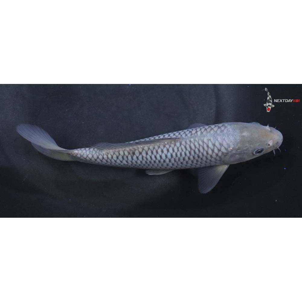 6.5” Imported Soragoi