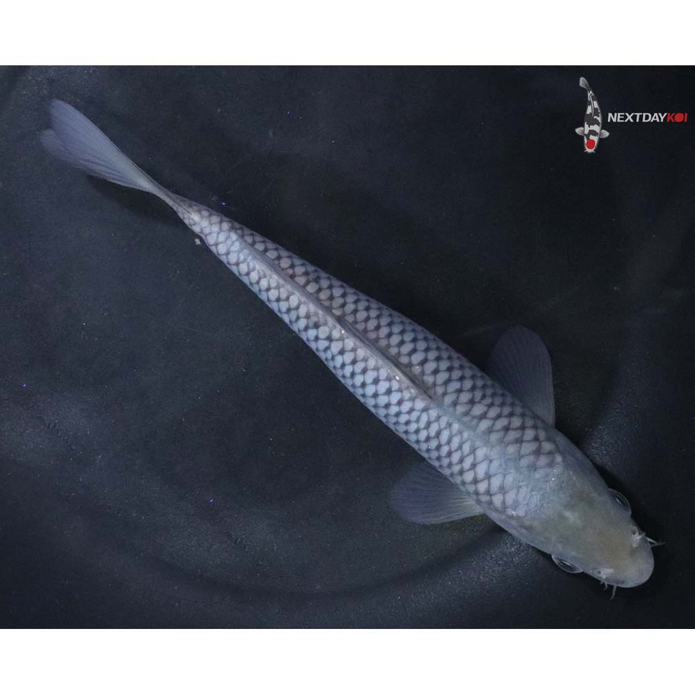 6.5” Imported Soragoi